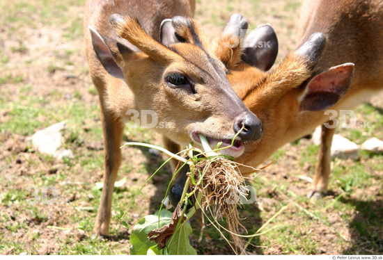 Head Muntjac