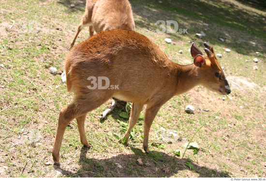 Whole Body Muntjac