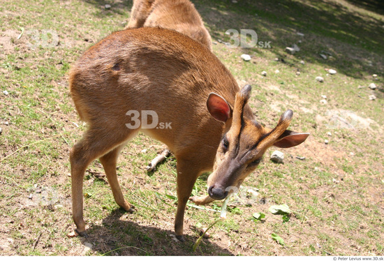 Whole Body Muntjac