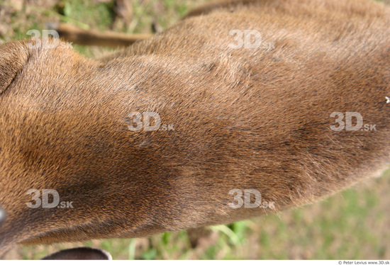 Back Muntjac