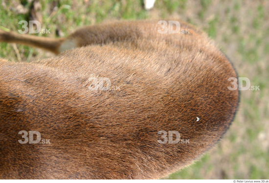 Back Muntjac