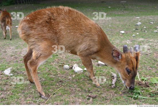 Whole Body Muntjac