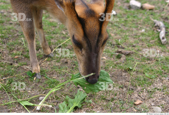 Head Muntjac