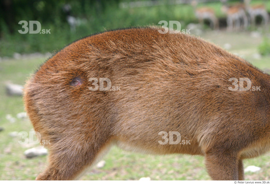 Upper Body Muntjac