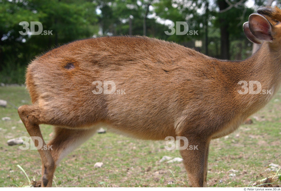 Upper Body Muntjac