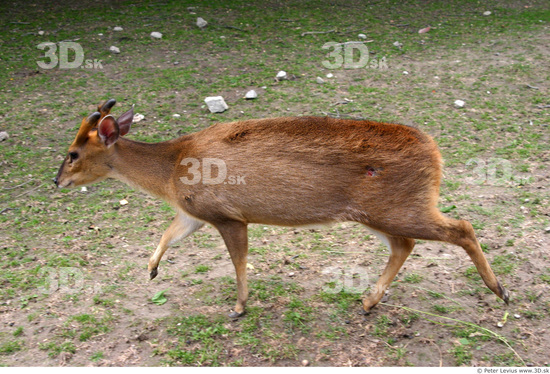 Whole Body Animation references Muntjac