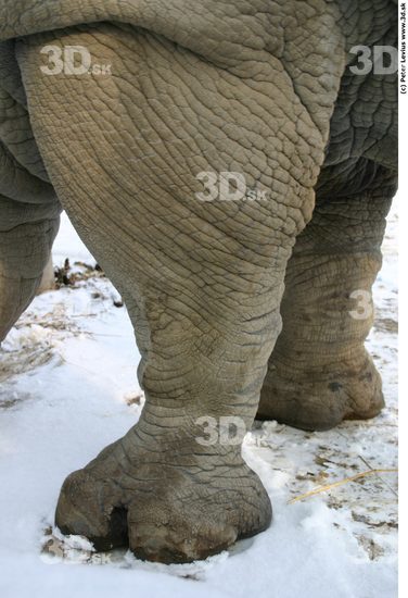 Leg Rhinoceros