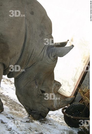 Head Rhinoceros