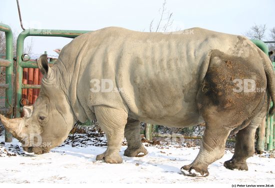 Whole Body Rhinoceros