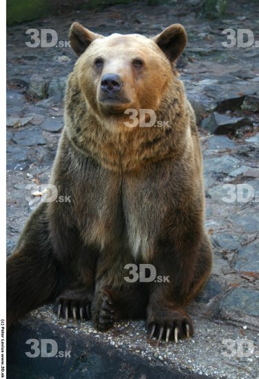 Upper Body Bear