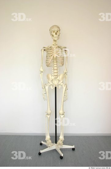 Whole Body Skeleton