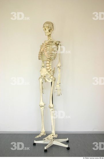 Whole Body Skeleton