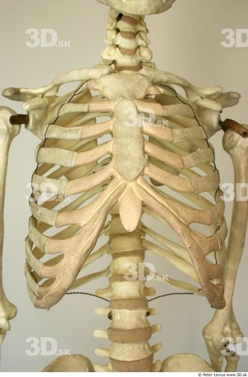 Chest Skeleton