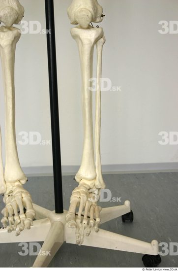 Calf Skeleton