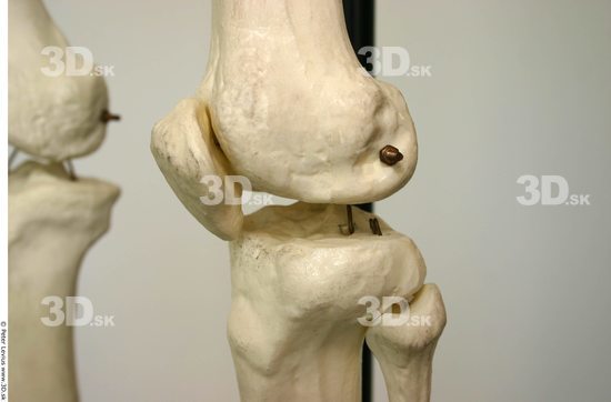 Knee Skeleton