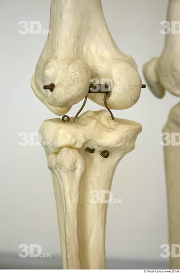 Knee Skeleton