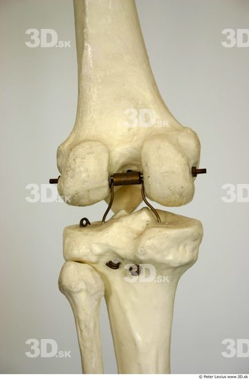 Knee Skeleton