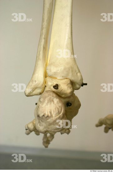 Knee Skeleton