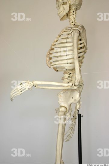 Arm Skeleton Animation references