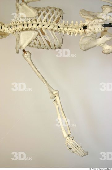 Arm Skeleton Animation references