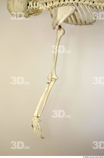 Arm Skeleton Animation references