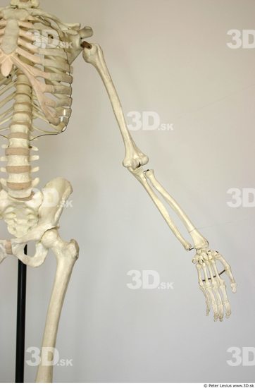 Arm Skeleton Animation references