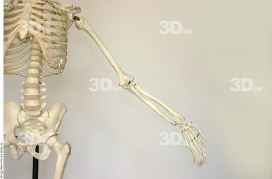 Arm Skeleton Animation references