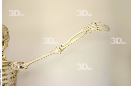 Arm Skeleton Animation references