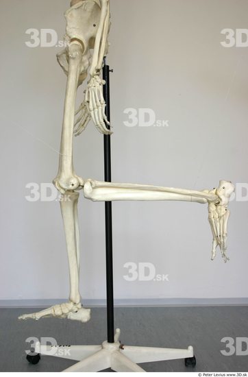 Leg Skeleton Animation references