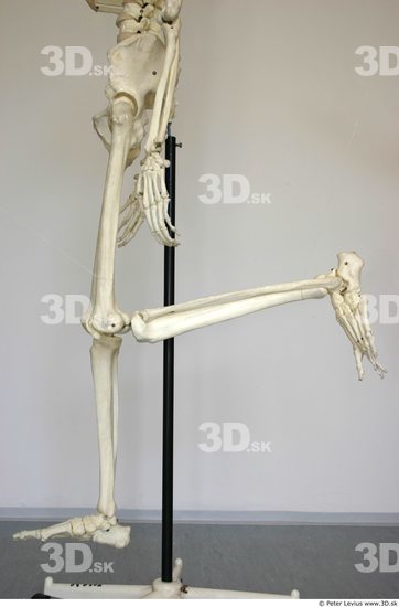 Leg Skeleton Animation references