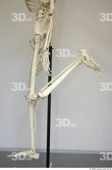 Leg Skeleton Animation references