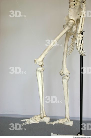 Leg Skeleton Animation references