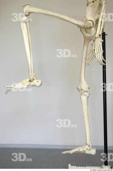 Leg Skeleton Animation references