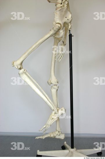 Leg Skeleton Animation references