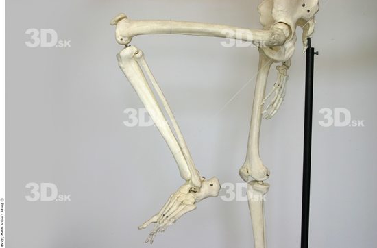 Leg Skeleton Animation references