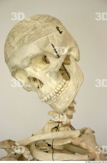 Head Skeleton Other