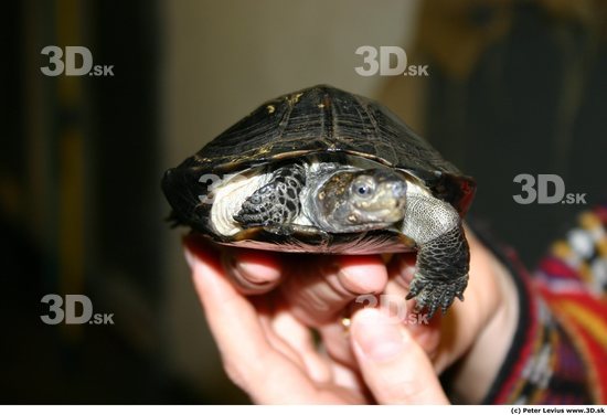 Upper Body Turtles