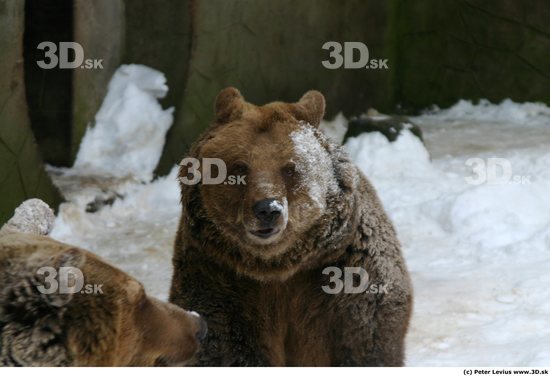 Head Animation references Bear