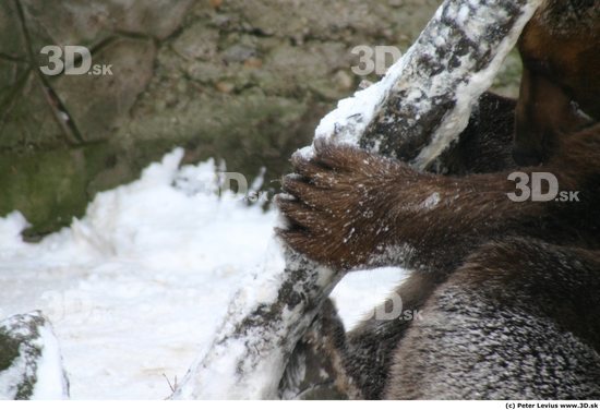 Leg Animation references Bear