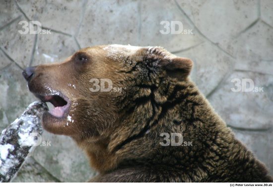 Head Animation references Bear