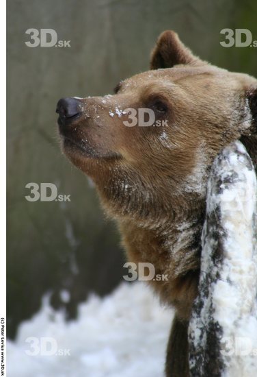 Head Animation references Bear