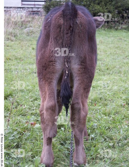 Tail Calf