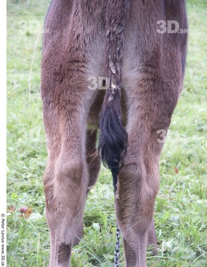 Tail Calf