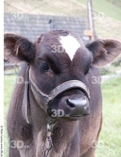 Head Calf