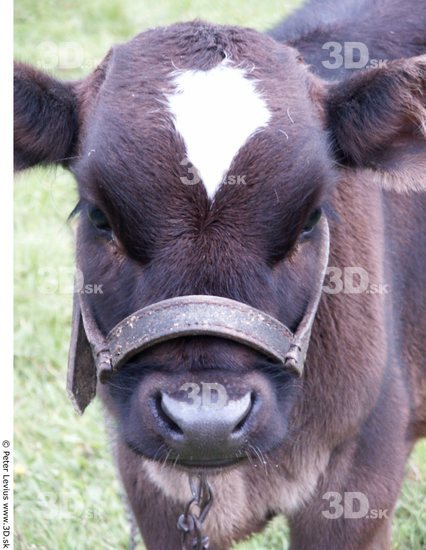 Head Calf