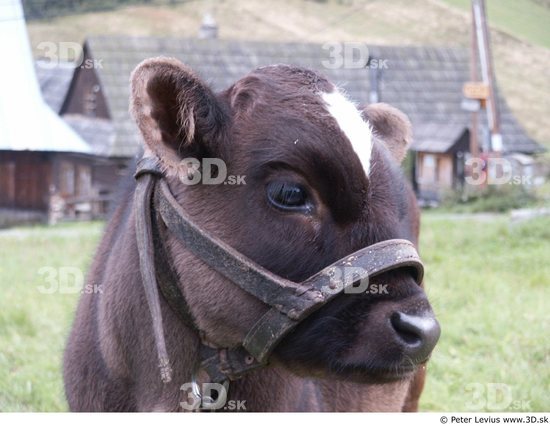 Head Calf