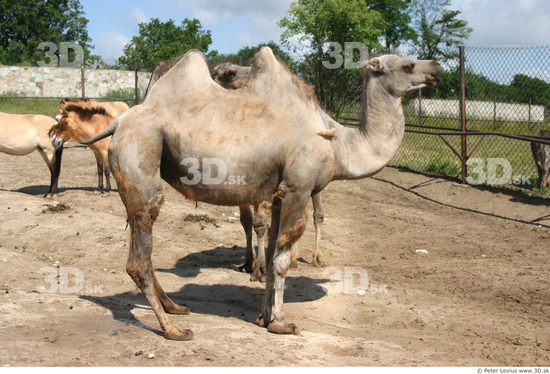 Camel