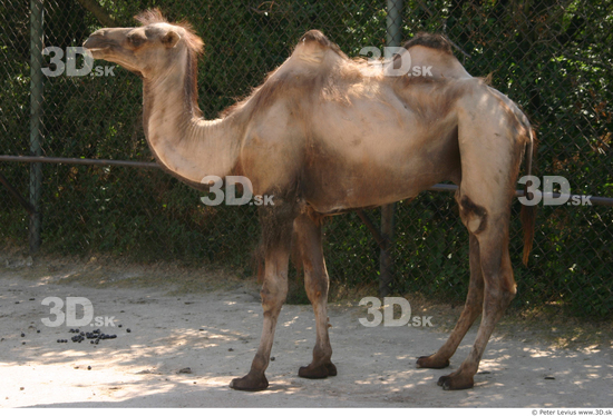 Camel