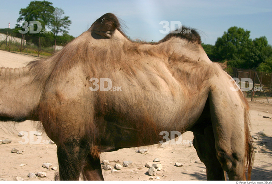 Camel