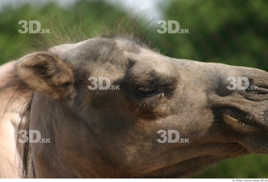 Face Camel